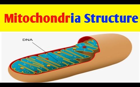 Mitochondria/cell biology/biology for class11th