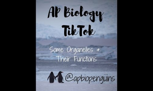 AP Bio TikTok: Some Organelles & Functions