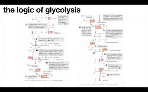 Logic of metabolic “pathways” – starring glycolysis, gluconeogenesis, & their regulation