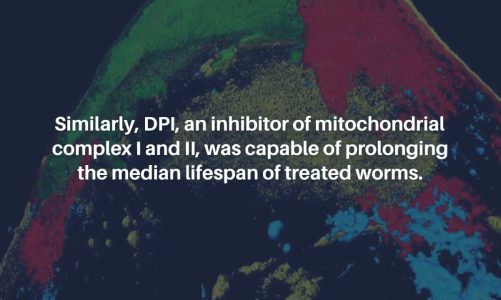Antibiotics that Target Mitochondria Extend Lifespan in C. elegans | Aging-US