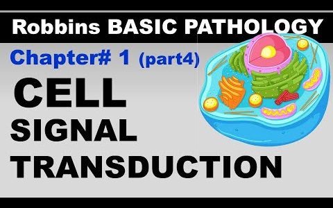 Robbins Basic Patho Chp1 (part4) | Cellular Activation | Signal Transduction Pathways