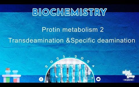 Rev L22, Protein metabolism 2 (transamination, Transdeamination, specific deamination), Biochemistry
