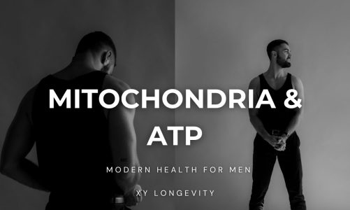 Introducing Mitochondria and ATP: Optimal Health for Men