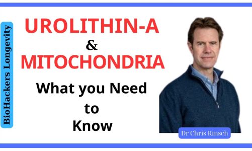 Urolithin A: Boost your mitochondria – bones – muscle with minimal effort/ Dr Chris Rinsch
