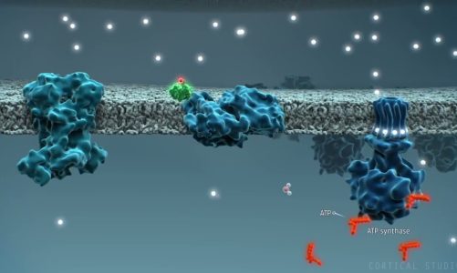 How mitochondria works || Bioenergetics,Cellular Respiration 3d Animation|| Ilmi Preacher