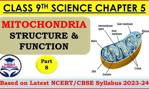 Mitochondria: Structure & Function | The Fundamental Unit of Life (Part 8) | Class 9 Biology